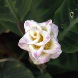 Meet your Posher, Gail